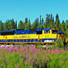 Train and fireweed just south of Fairbanks. 