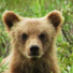 Grizzly bear in Denali National Park.