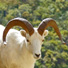 Denali Park Dall sheep.