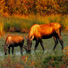 Moose at Denali National Park. 