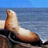 Seals in Kenai Fjords National Park near Seward. 