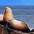 Kenai Fjords National Park cruise from Seward.