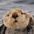 Sea otter near Seward.
